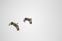 Sandhill Cranes 3514